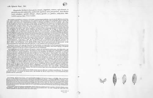 Hyponectria buxi image
